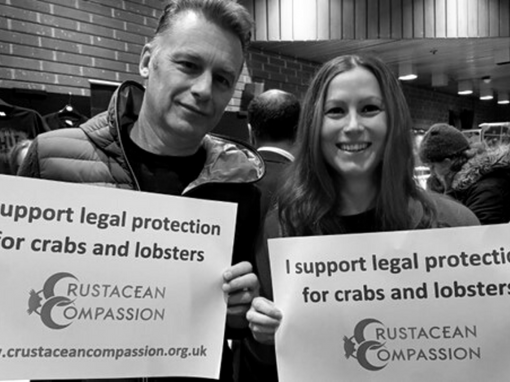 Crustacean compassion campaigners