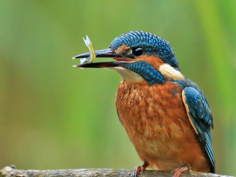 Kingfisher bird eating a fish